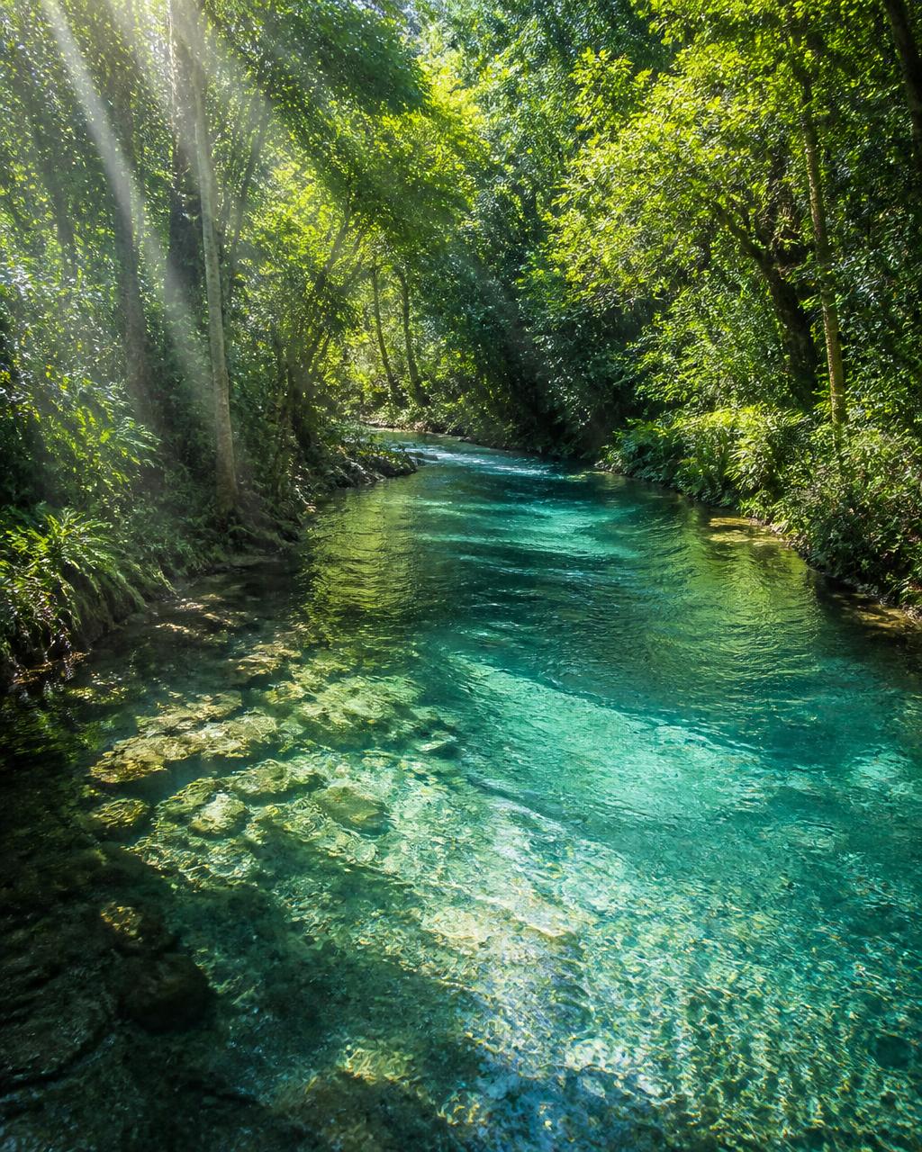 Rio de águas cristalinas cercado por mata verde em Bonito